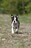 BOSTON TERRIER 205